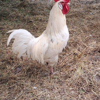 Gallo livornese