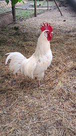 Gallo livornese
