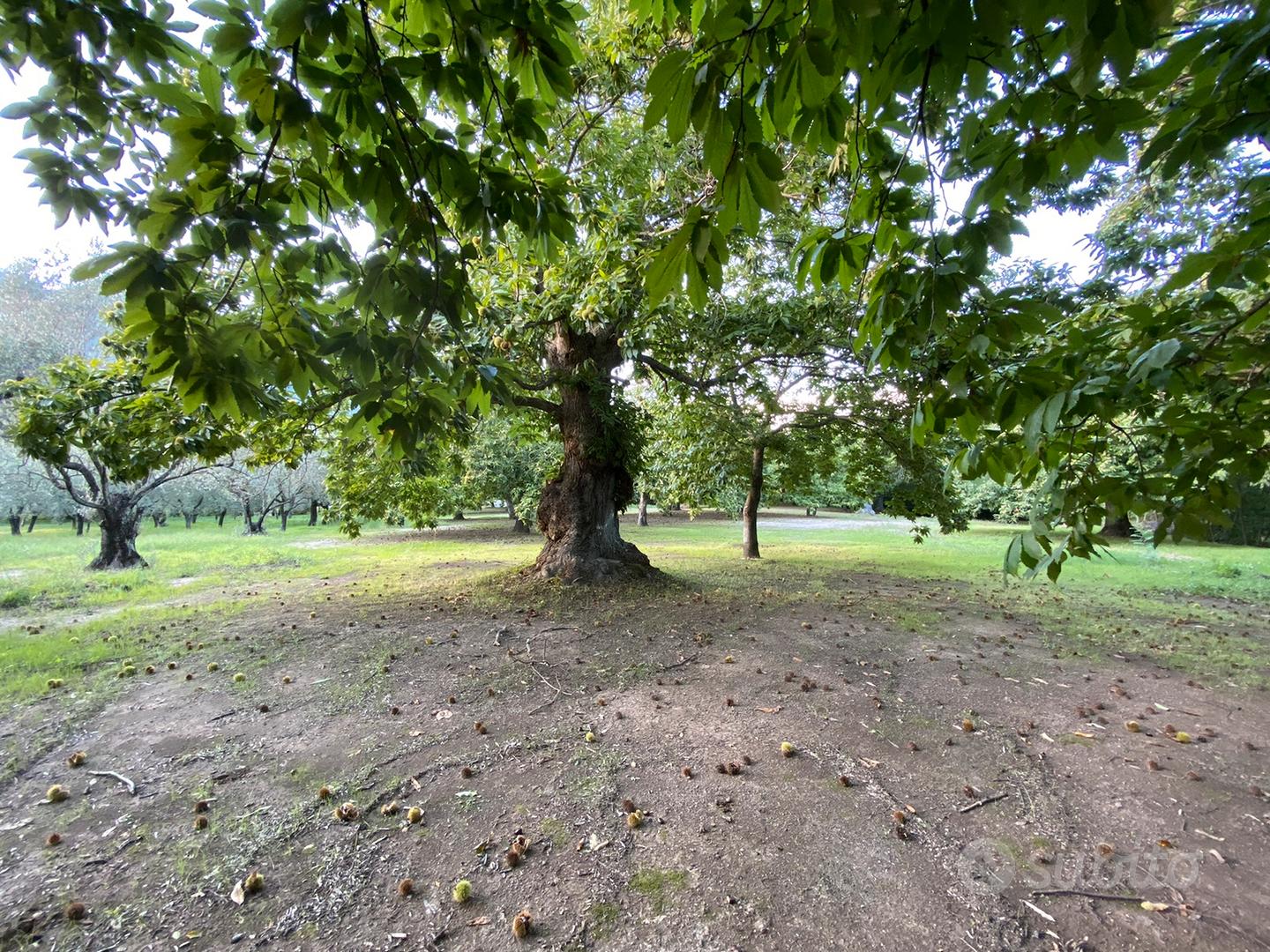 Terreno Agricolo - Vista 2
