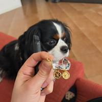 Cavalier King per accoppiamento