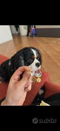Cavalier King per accoppiamento