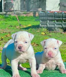 Amstaff cuccioli bianco total white