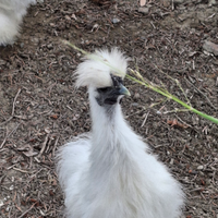 Gallo moroseta bianco