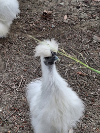 Gallo moroseta bianco