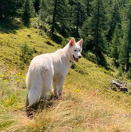 Pastore svizzero bianco
