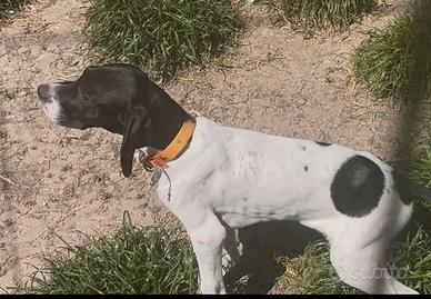 Cuccioli di Pointer con pedegree