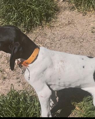 Cuccioli di Pointer con pedegree