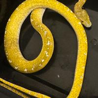 Morelia viridis aru high white