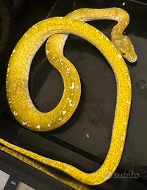 Morelia viridis aru high white