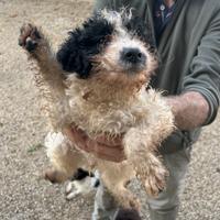 Cuccioli di Lagotto