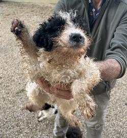 Cuccioli di Lagotto