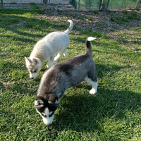 Cucciolo maschio di siberian husky