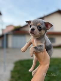 Chihuahua toy cucciolo blu merle tan pelo corto