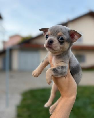 Chihuahua toy cucciolo blu merle tan pelo corto