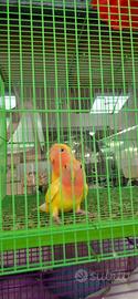 Inseparabili