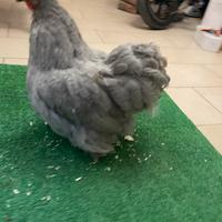 Cocincina nana
