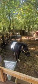 Coppia di pony
