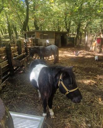 Coppia di pony