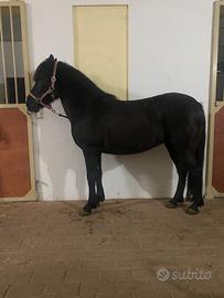 Pony femmina