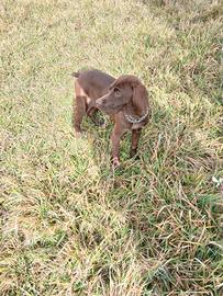 Bracco pointer da tartufo