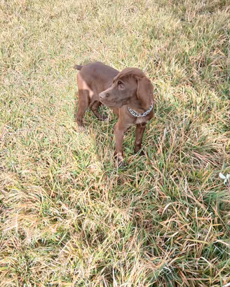 Bracco pointer da tartufo