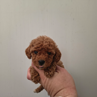 Barboncino toy red femmina