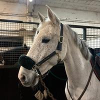 Cavalla in mezza fida o fida completa