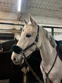 Cavalla in mezza fida o fida completa