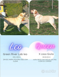 Labrador miele e cioccolato con pedigree