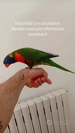 Lory arcobaleno allevato a mano