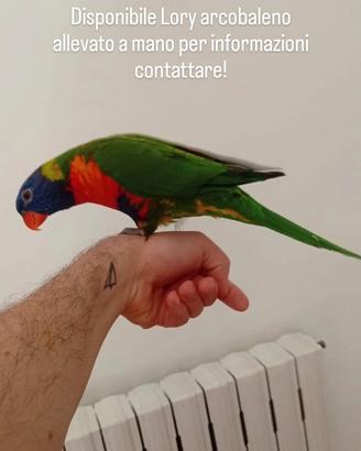 Lory arcobaleno allevato a mano