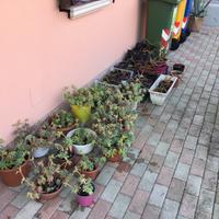 72 agave