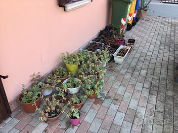 72 agave