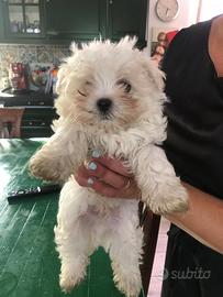 Cucciolo maltese
