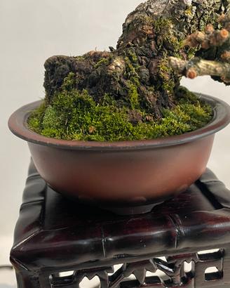 Bonsai