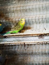 Cocoriti parrocchetti accenstrale