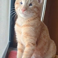 Oliver micio rosso adozione del cuore