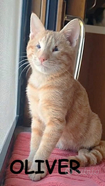 Oliver micio rosso adozione del cuore