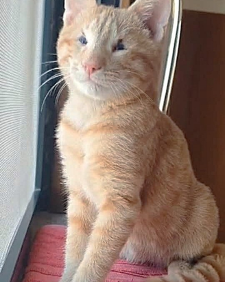 Oliver micio rosso adozione del cuore