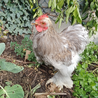 Gallo cocincina grigio perla