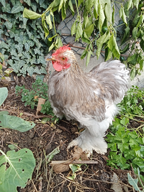 Gallo cocincina grigio perla