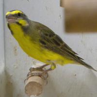 Canarino mozambico 2025