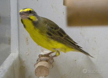 Canarino mozambico 2025