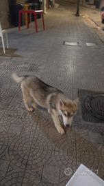 Siberiana Husky 