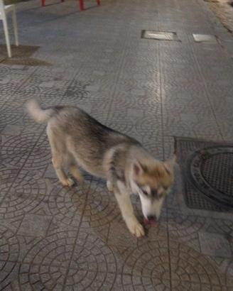 Siberiana Husky 
