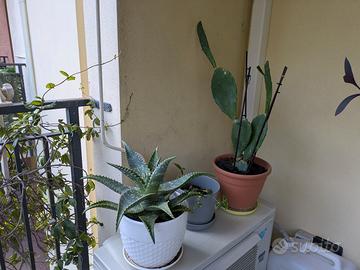 piante