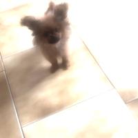 Chihuahua volpino ponki