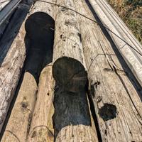 Travi in legno massiccio.Diam. variabile 14-20 cm