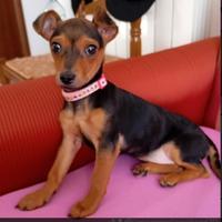 Cucciola Pinscher nano femmina 3 mesi