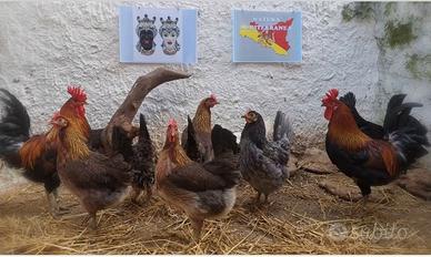 Gallo Galline uova 